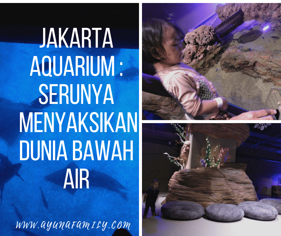 jakarta aquarium - ayunafamily.com